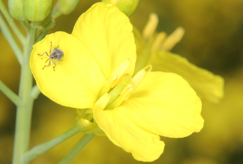 Raps-Blte mit Rsselkfer - Pyrethroide als fettlsliche  Insektizide